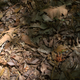 Illustration for article titled Can you detect the stealth animals hiding in all these pictures?